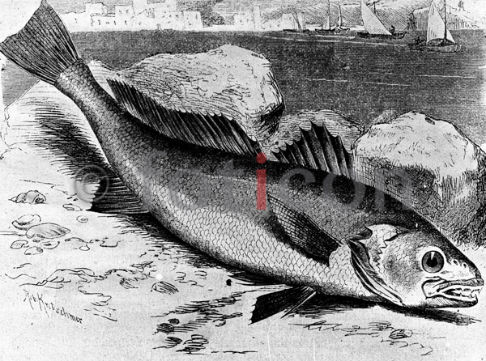 Adlerfisch | Meagre - Foto foticon-600-simon-meer-363-040-sw.jpg | foticon.de - Bilddatenbank für Motive aus Geschichte und Kultur